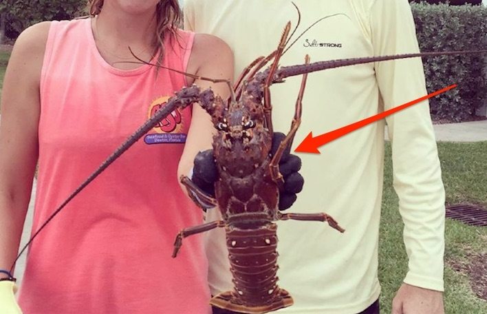 spiny lobster picture