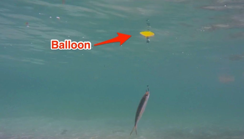 how to balloon fish