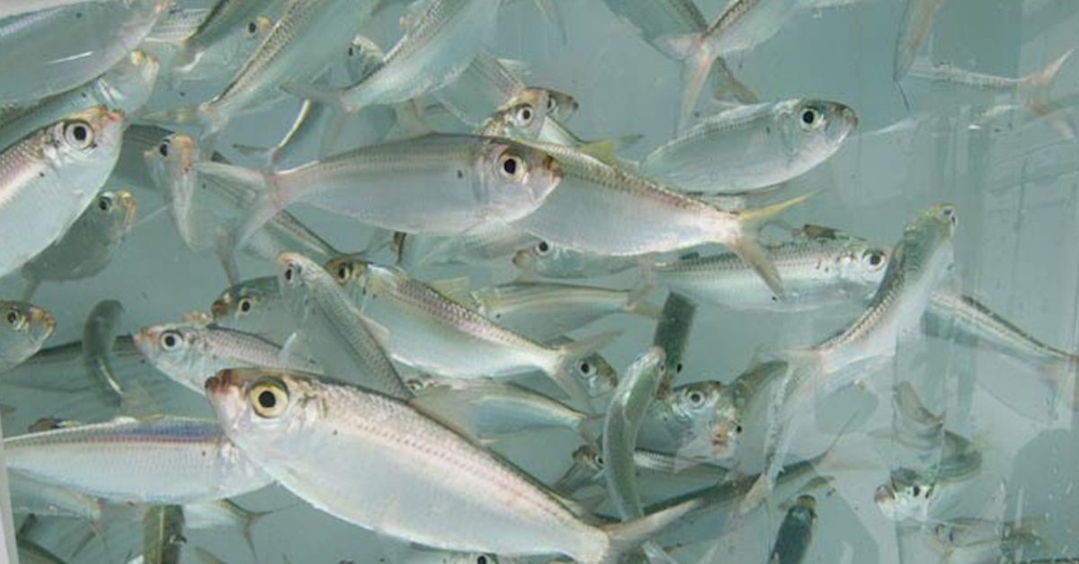 live bait fishing vs artificial lures