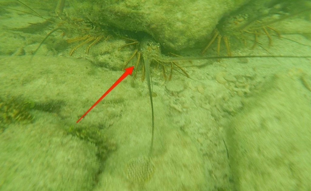 lobster under rock picture