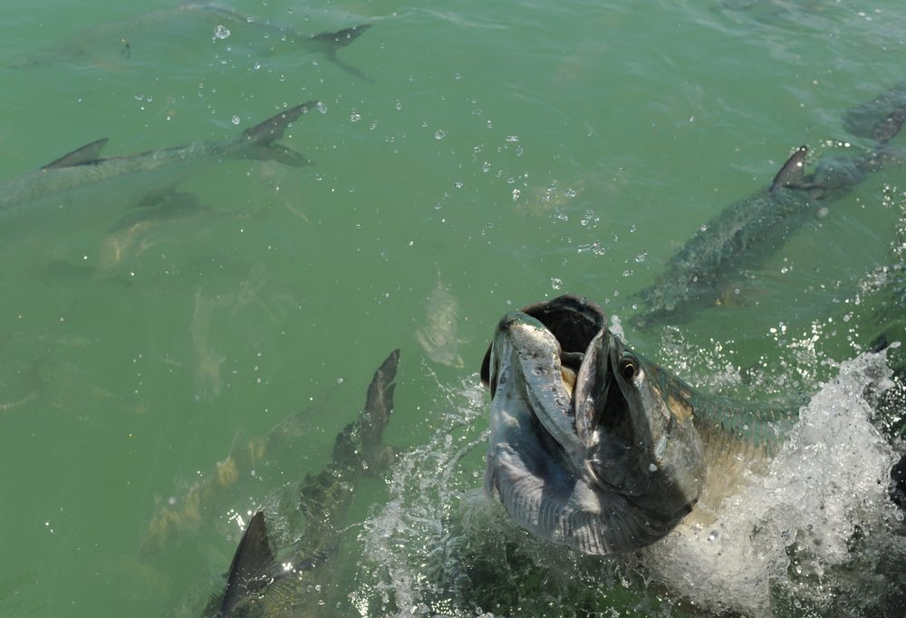 how to bow to a tarpon