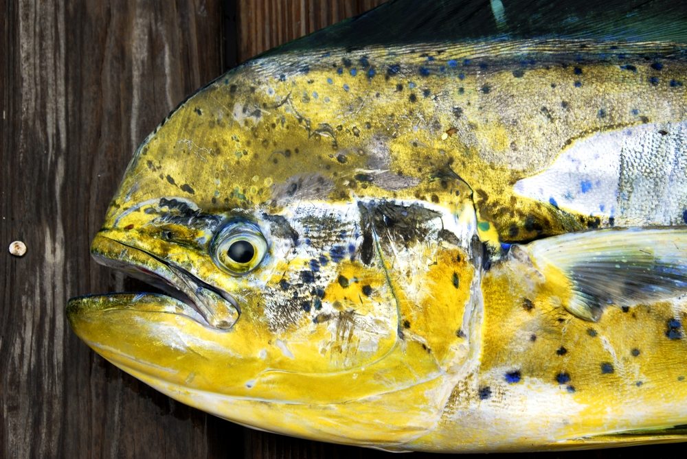 best ways to cook mahi mahi