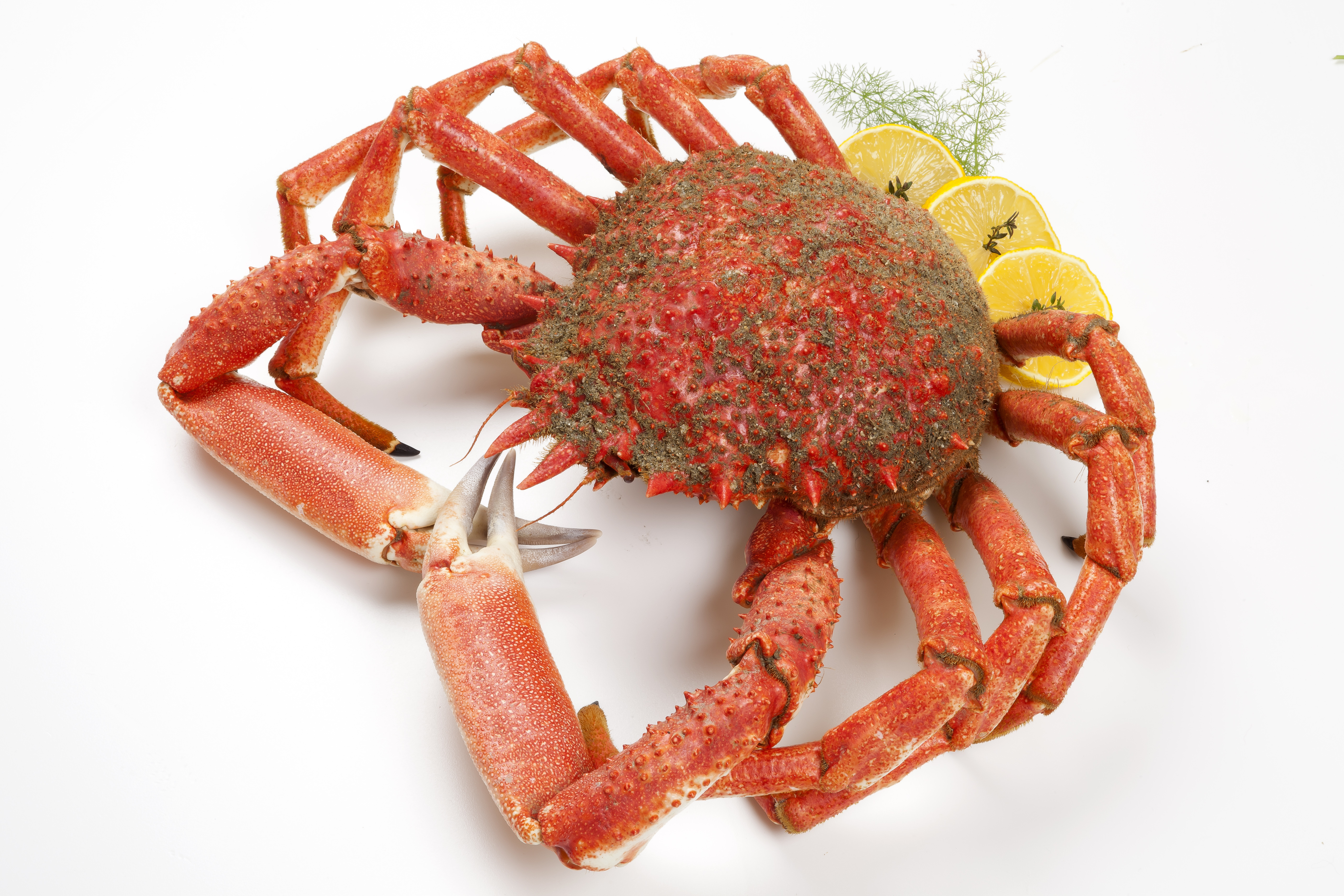 how to cook spider crabs