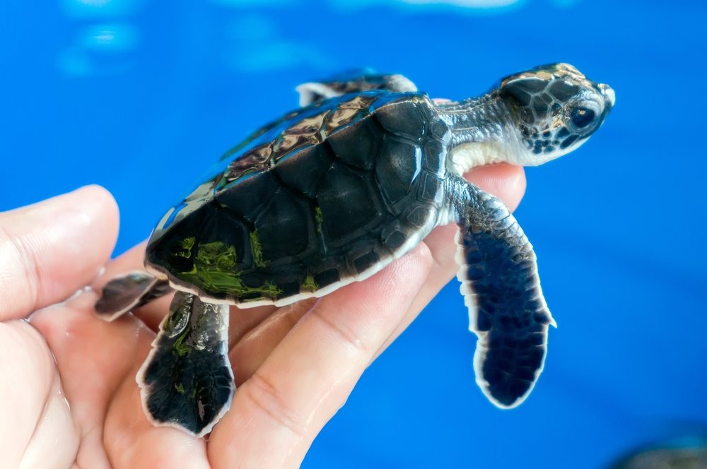 peta catch and release fishing