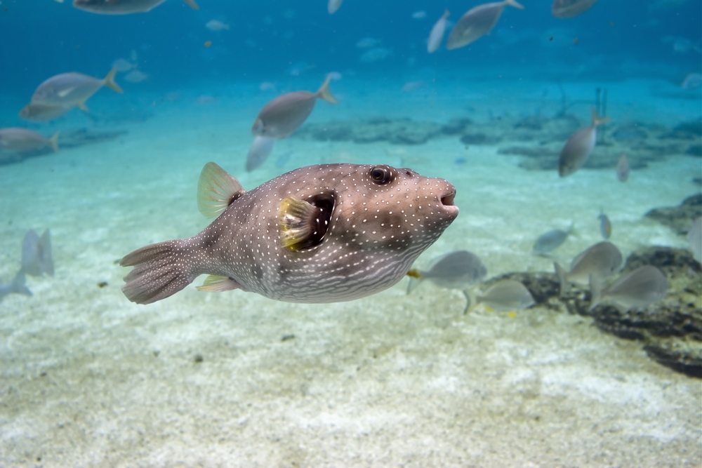 how to cook a pufferfish