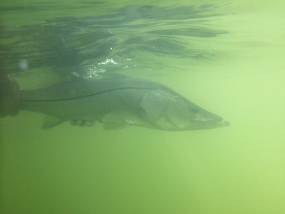 how to properly release a snook