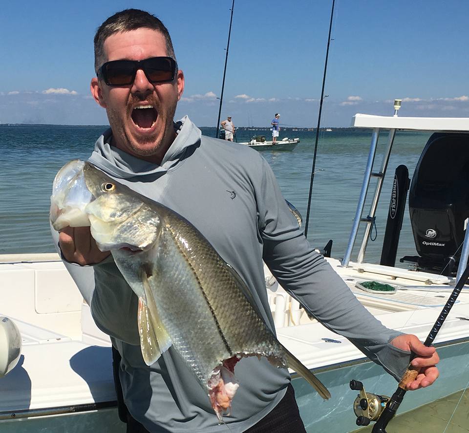 bull shark eats snook