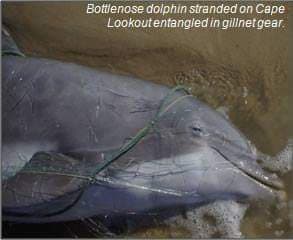 north carolina gill net