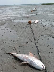 north carolina gill net redfish
