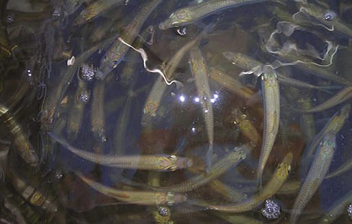 live bait in livewell