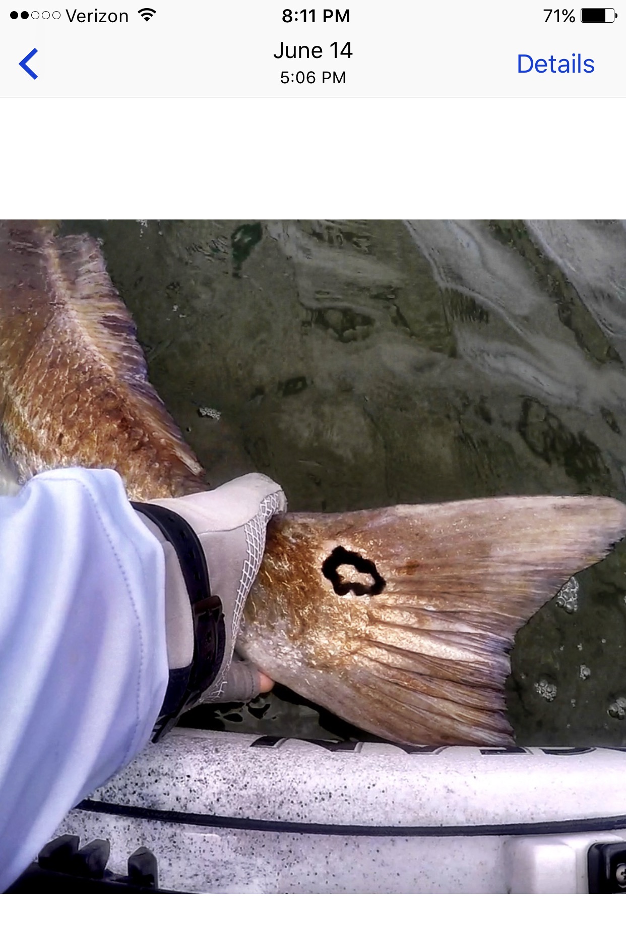 bull redfish caught twice