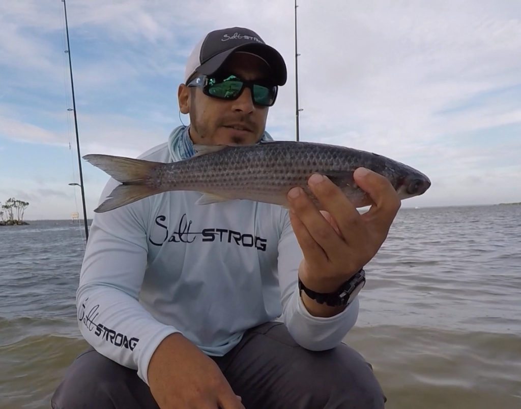 best cut bait for redfish