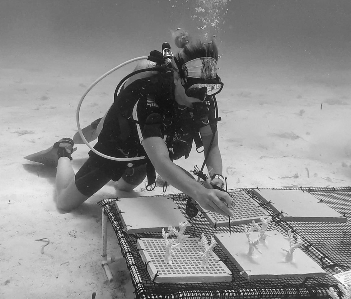 3d printing coral reefs