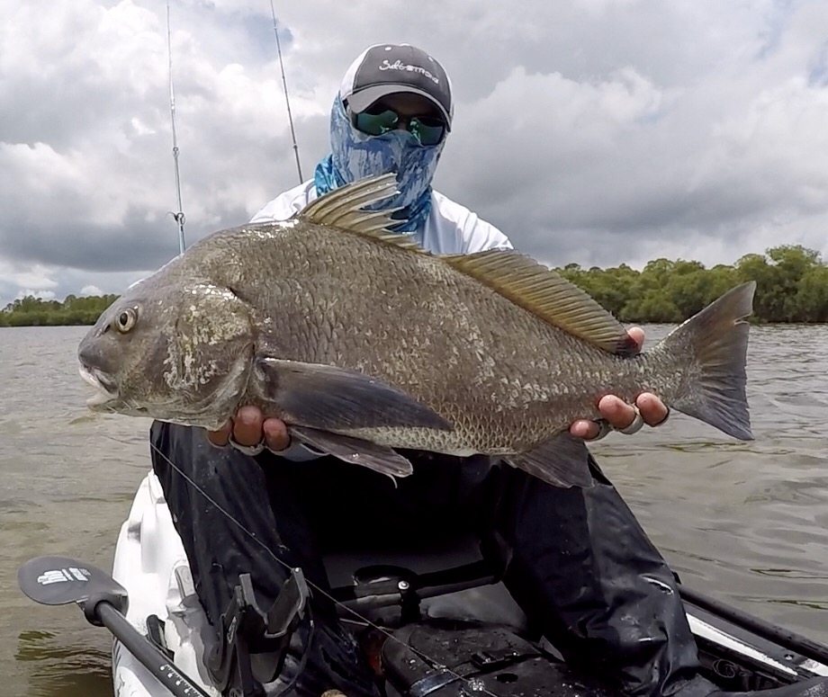 how to catch fiddler crabs