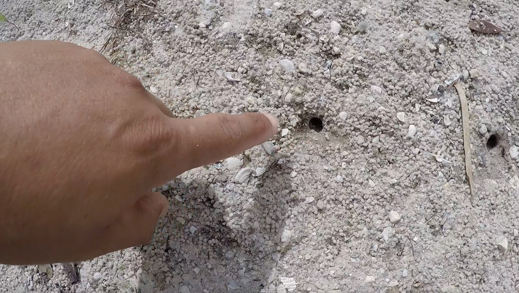 how to catch fiddler crabs