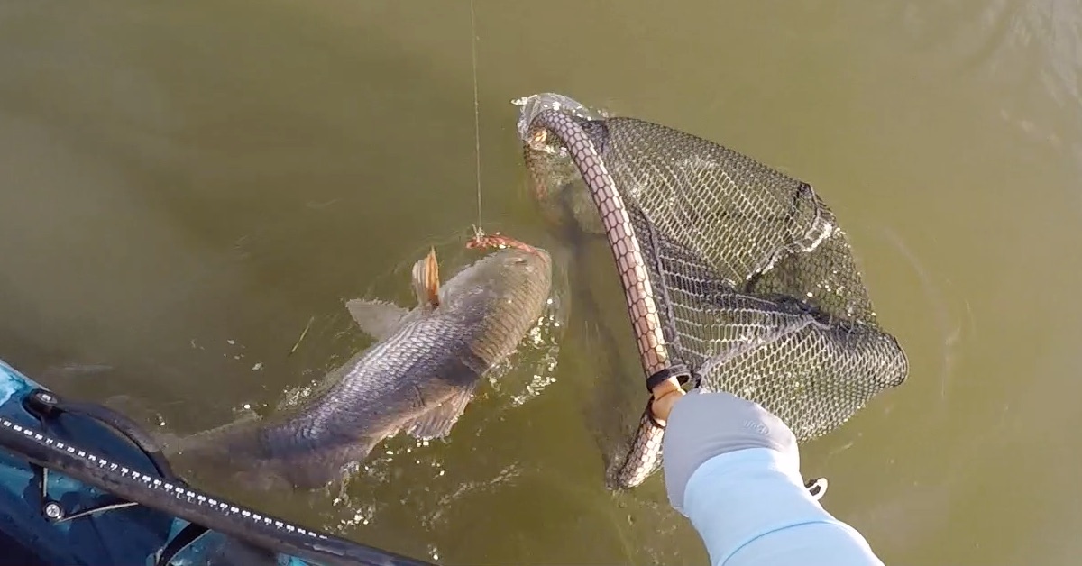 Landing Net and redfish