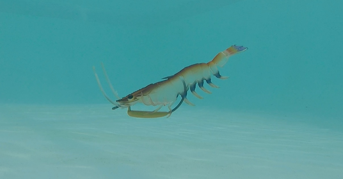 chasebaits FLICK PRAWN underwater