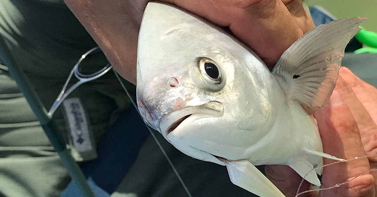 Pompano caught on Goofy Jig