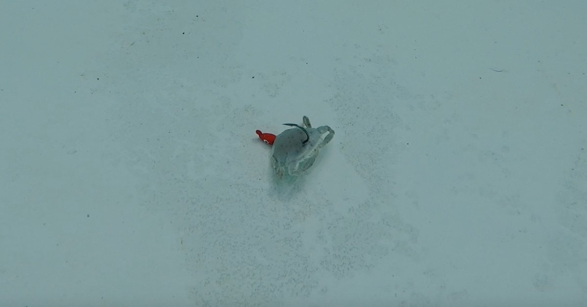 Berkley Gulp! Peeler Crab on Jighead