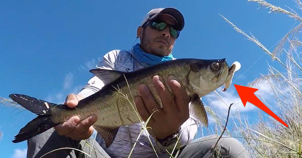 Tarpon On the Gulp Swimming Mullet