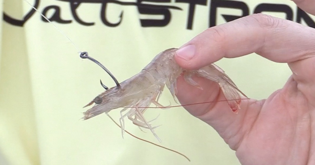 How To Hook Live Shrimp