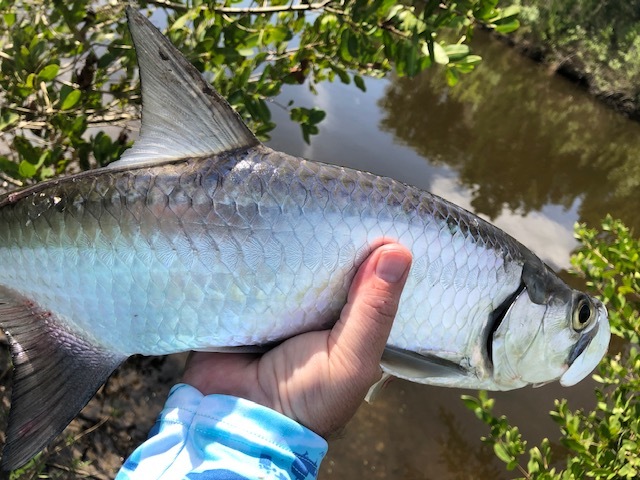 tarpon fishing in creeks