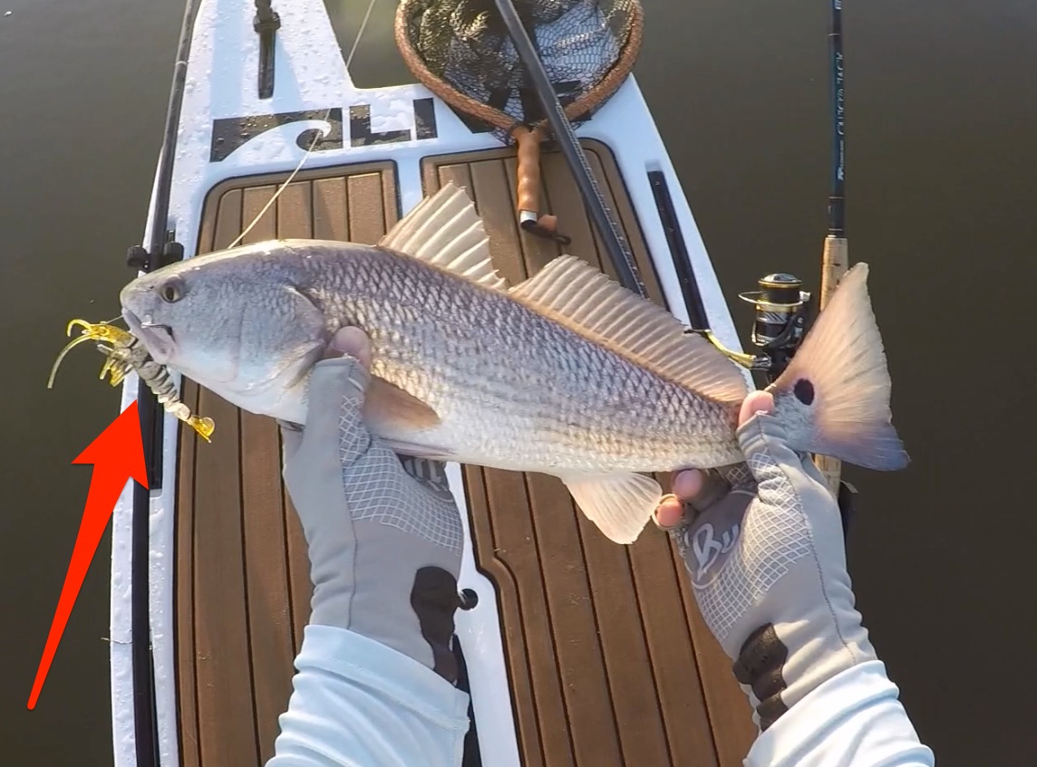 savage gear 3d shrimp