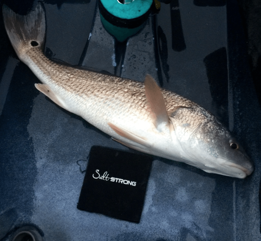 how to take fish selfies