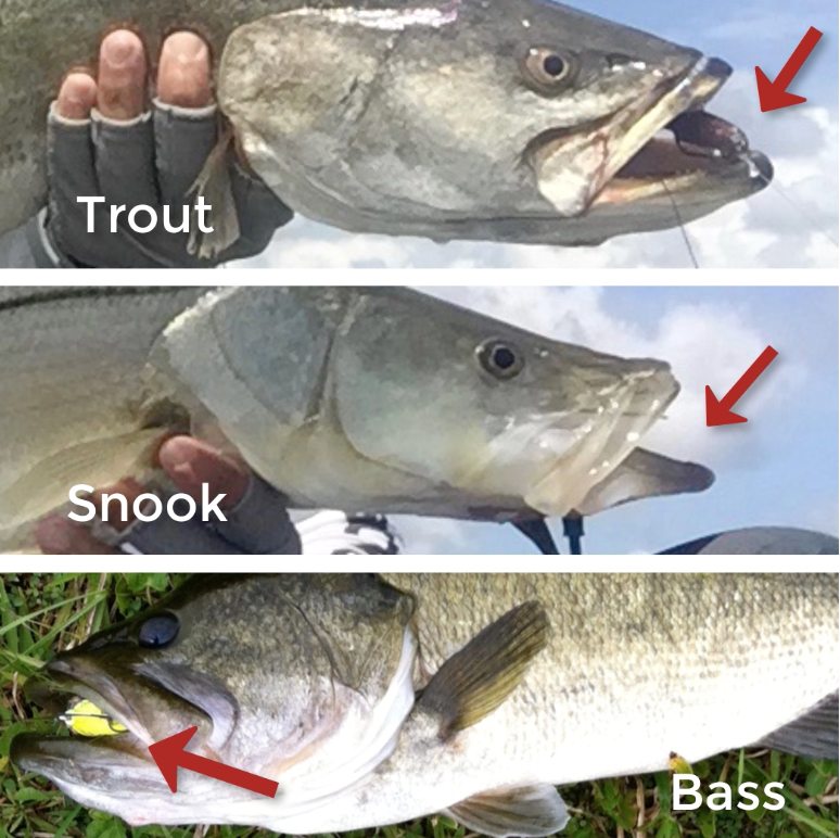 whopper plopper video review