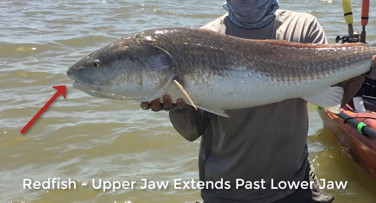 whopper plopper topwater review