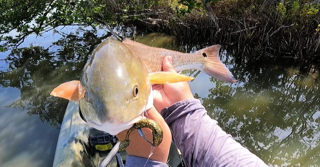 Mosquito Lagoon Bull Scouting Trip
