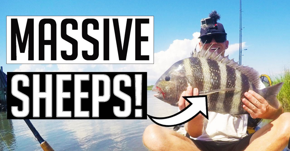 http://catch%20sheepshead%20from%20a%20kayak