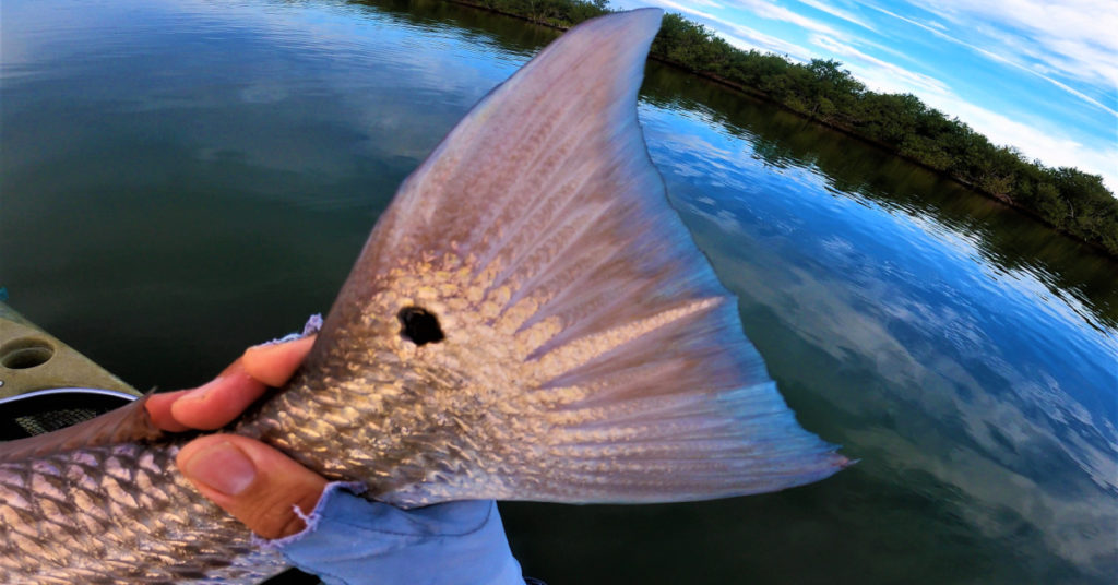 this new shrimp lure catches MONSTERS