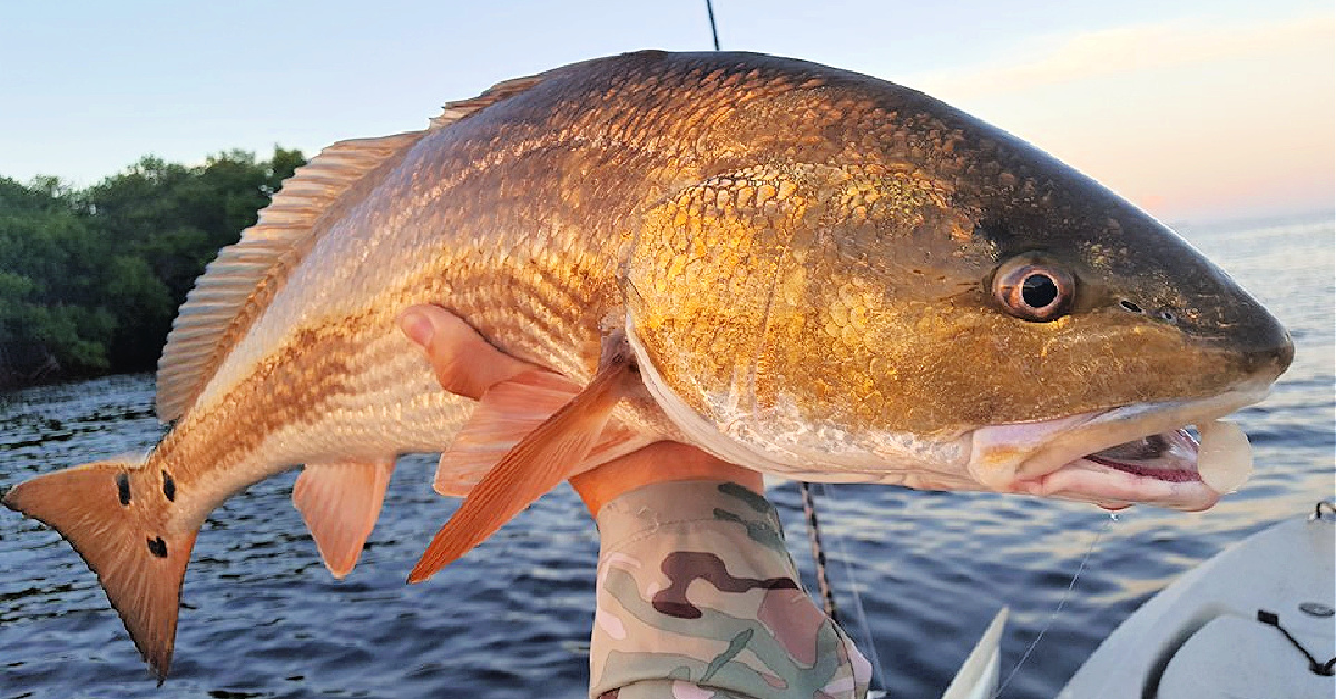 http://sight%20fishing%20for%20redfish