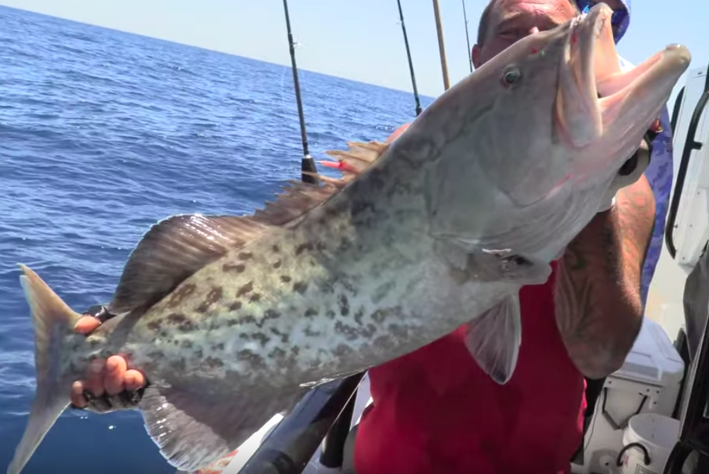 big gag grouper