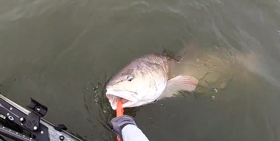 fish reviving technique