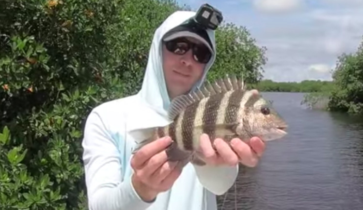 sheepshead on live shrimp