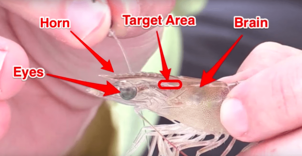 how to rig live shrimp