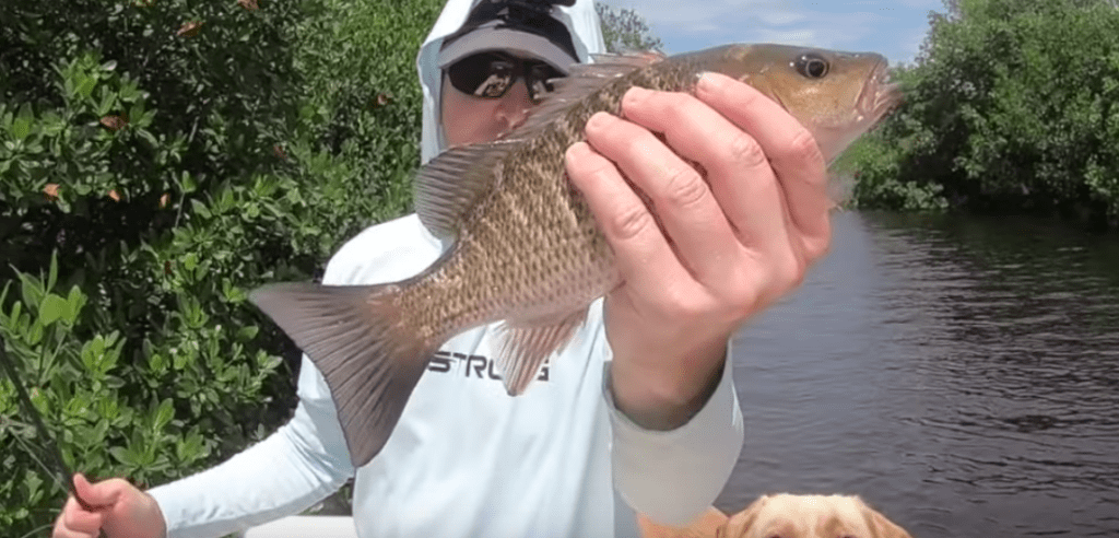 mangrove snapper on live shrimp