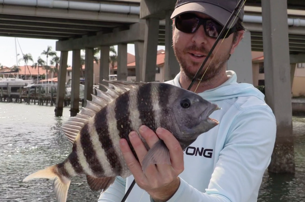 sheepshead on texas rig shrimp