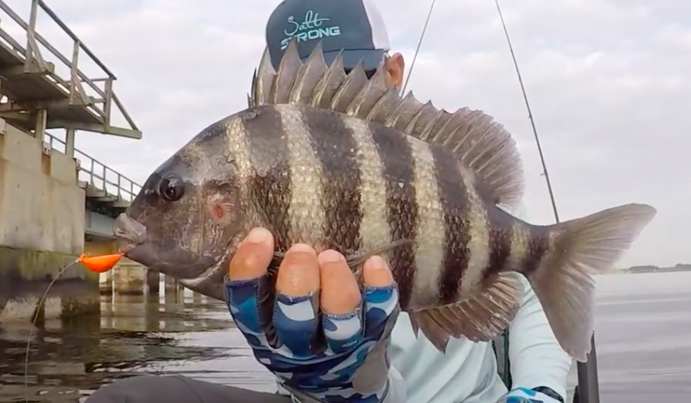 sheepshead on fiddler crab