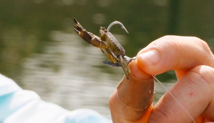 sheepsheaad on artificial lures