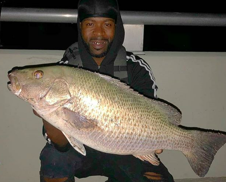 big inshore mangrove snapper