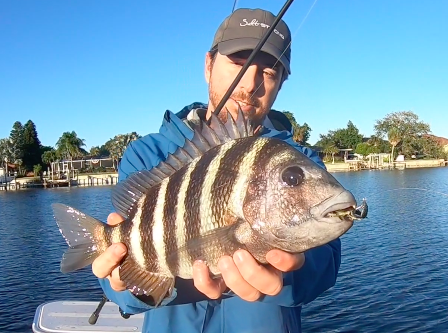 sheepshead on savage gear crab