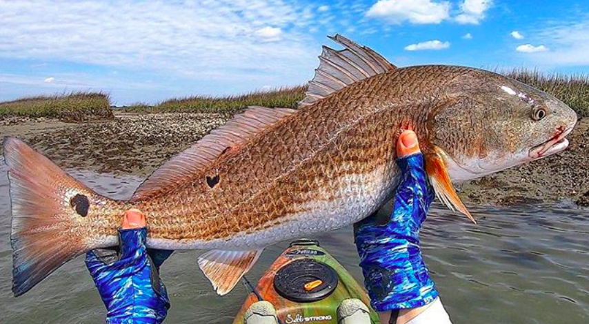 redfish