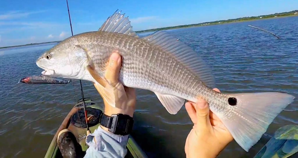 tailing redfish