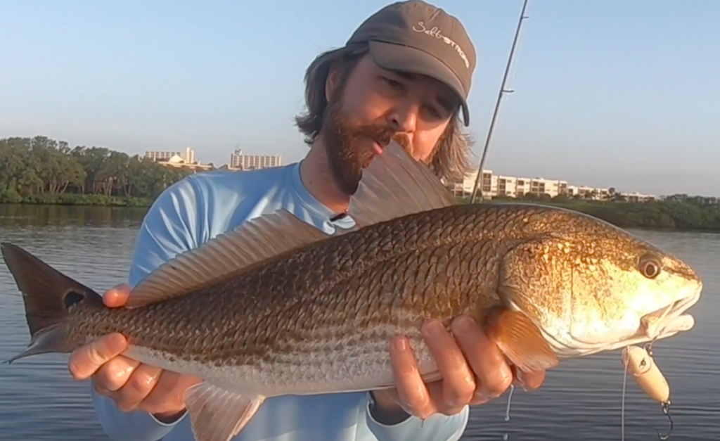 topwater redfish
