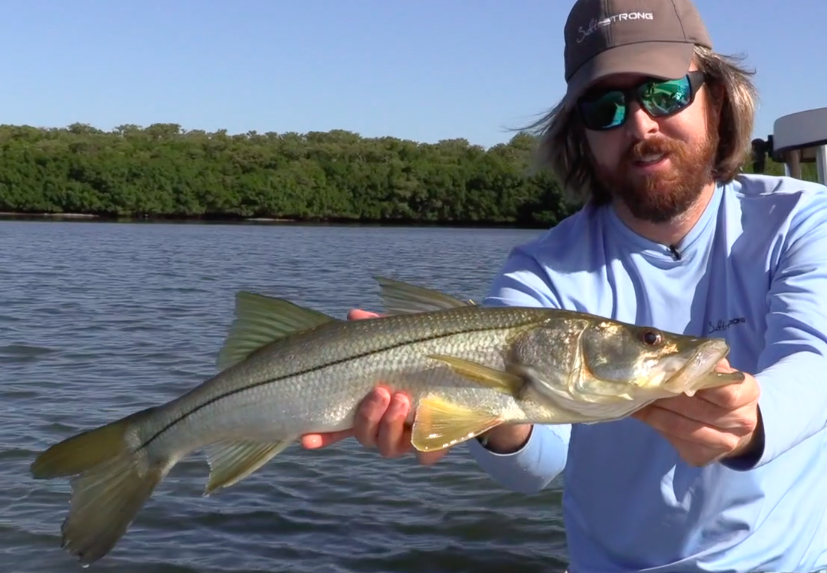 snook on cut ladyfish