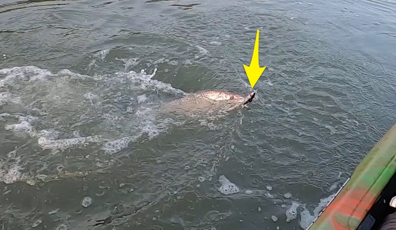 mirrolure top pup review