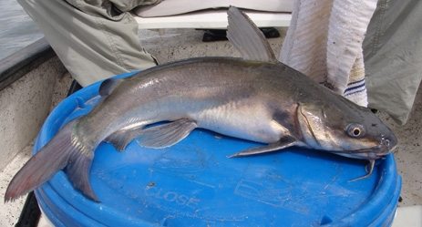 saltwater catfish